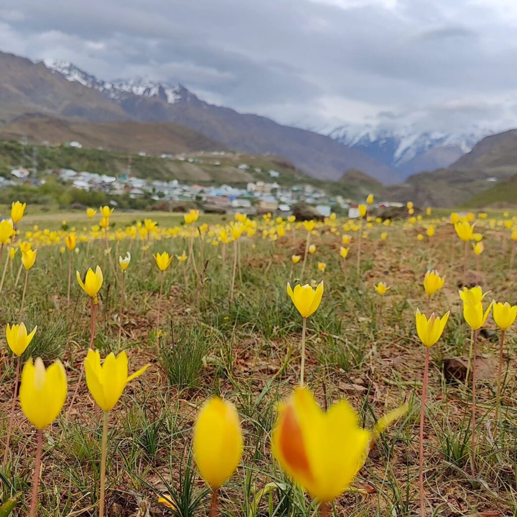 photo of tulip drass